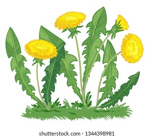 Illustration of dandelion flowers, vector image, eps10