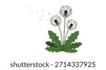 Illustration of dandelion plants with fluffy seed heads and green jagged leaves creating a delicate natural bouquet on a clean white background.