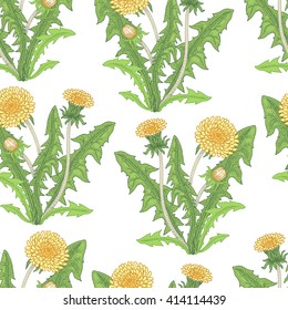 Illustration of dandelion. Seamless vector pattern. Flowers of medicinal plants on a white background.