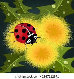 Illustration with dandelions and ladybug.Ladybug on yellow dandelions on a colored background in vector illustration.