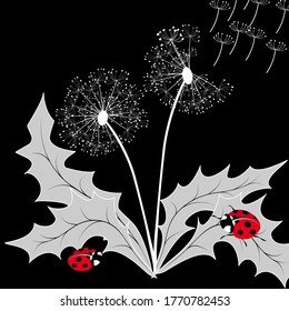Illustration with dandelions and ladybugs.Red ladybugs and white dandelions in vector illustration.