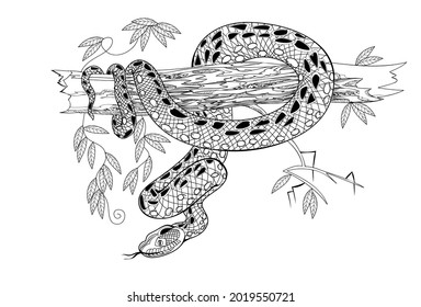 Illustration of a dangerous anaconda snake on tree branch. Black and white page for coloring book. Drawing for print, logo, tattoo, jewelry, decoration. Printable sheet for coloring and meditation.