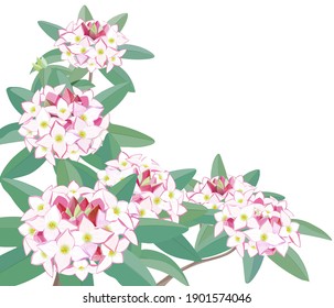 Illustration of Daphne odora blooming in early spring