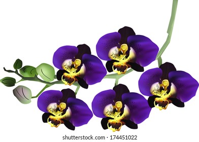 illustration with dark blue orchid isolated on white background