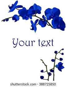 Illustration with dark blue orchids on a white background.