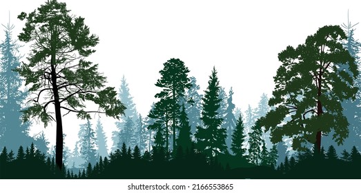 illustration with dark forest isolated on white background