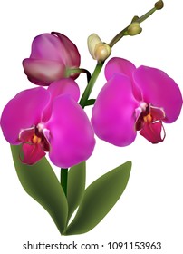 illustration with dark pink orchid isolated on white background