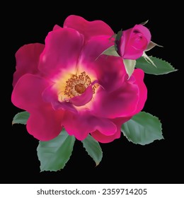 illustration with dark red rose isolated on black background