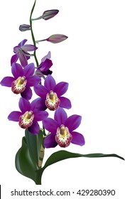 illustration with dark violet orchid isolated on white background
