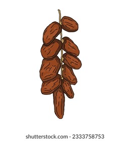 Illustration of date fruit with stalk. draw with lines. white background