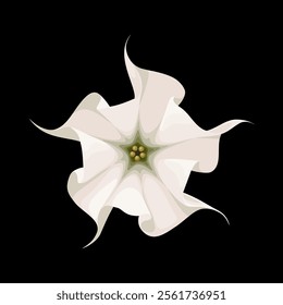 Illustration of Datura stramonium flower, commonly known as thornapple, jimsonweed, or devil's trumpet, isolated on dark background.