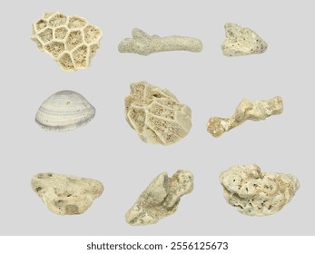 An illustration of a dead coral stone with a white textured surface and a dry snail shell, isolated on a white background. The artistic rendering emphasizes organic and marine details