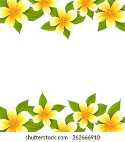 Illustration decoration frame made in frangipani (plumeria), ornament with exotic flowers on white background - vector