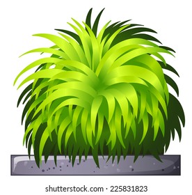 Illustration of a decorative plant on a white background 