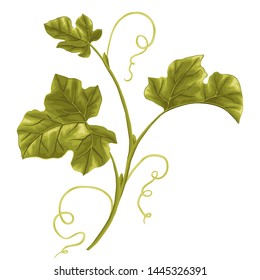 Illustration Of A Decorative Vine. Pumpkin Branch With Leaves.