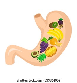 illustration dedicated to healthy eating - fruits in the stomach.
