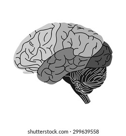 
the illustration dedicated to the  human brain.