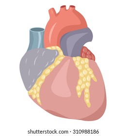 the illustration dedicated to the  human heart.