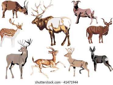 illustration with deer collection isolated on white background