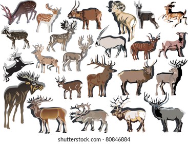 Illustration Deer Collection Isolated On White Stock Vector (Royalty ...