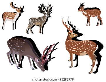 illustration with deer collection isolated on white background