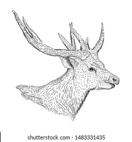 
Illustration of deer with hand drawing style. Vector EPS 10