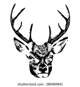 Whitetail Deer Head Vector Illustration Whitetail Stock Vector (Royalty ...