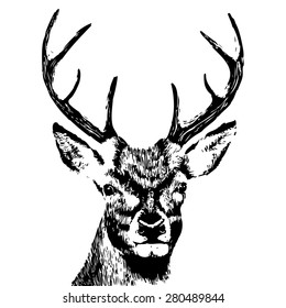 illustration of a deer head, grunge, silhouette isolated on white, eps10 vector, hand drawn portrait