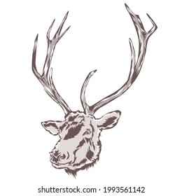 Illustration of deer head in vector style