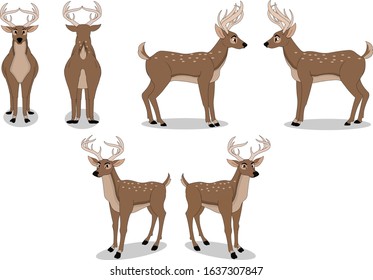 Illustration Of Deer Model Sheet