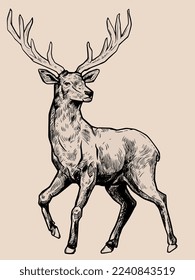 Illustration of deer in pen style