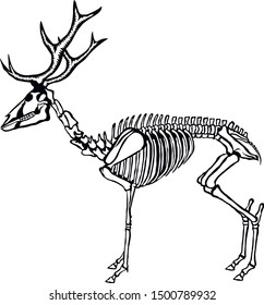 Illustration of a Deer skeletal system on a white background.