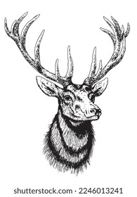 Illustration of a deer vector