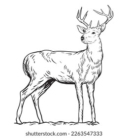 Illustration of a deer vector