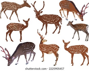 illustration with deers isolated on white background