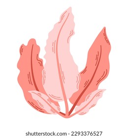 Illustration of delesseria alga. Seaweed with red leaves. Modern hand drawn flat illustration on white background.