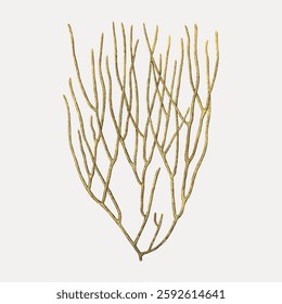 Illustration of a delicate, branching seaweed with thin, elongated fronds. The seaweed's intricate pattern creates a natural, organic design. Vintage botanical illustration vector.