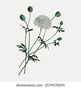 Illustration of a delicate flower with green stems and buds. Botanical art showcasing intricate floral details. Elegant floral design with green accents. Vintage flower illustration isolated, vector.