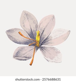 Illustration of a delicate flower with soft pink petals and a yellow center. The flower's petals are detailed, showcasing a gentle, natural beauty. Vintage illustration isolated on white, vector.