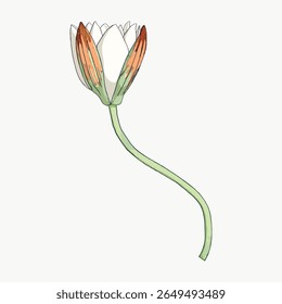 Illustration of a delicate flower with white petals and orange tips. The flower, with its green stem, stands alone. A simple flower design with elegance. Vintage flower illustration vector.
