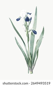 Illustration of a delicate iris flower with green leaves. The iris flower features white and blue petals. Elegant iris design, perfect for floral-themed projects. Vintage flower illustration vector.