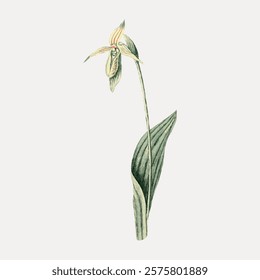 Illustration of a delicate orchid with green leaves. The orchid's elegant petals and slender stem highlight its beauty. Orchid art with detailed leaves. Vintage art drawing, isolated vector.