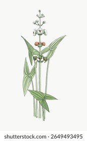 Illustration of a delicate plant with slender green leaves and small white flowers. Botanical art showcasing plant's natural beauty. Simple plant design. Vintage flower illustration vector.