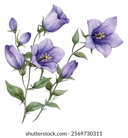 illustration of delicate purple bellflowers with lush green leaves. Perfect for botanical art lovers, nature themed designs, and floral decor. Ideal for prints, cards, and home decor.