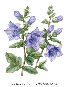 illustration of delicate purple bellflowers with lush green leaves. Perfect for botanical art lovers, nature themed designs, and floral decor. Ideal for prints, cards, and home decor.