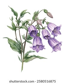 illustration of delicate purple bellflowers with lush green leaves. Perfect for botanical art lovers, nature themed designs, and floral decor. Ideal for prints, cards, and home decor.