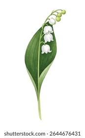  illustration of delicate snowdrop flowers with white petals and green accents, symbolizing the arrival of spring. Perfect for nature themed designs, botanical art, and seasonal decor.