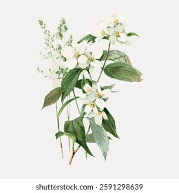 Illustration of delicate white flowers with green leaves. Botanical art featuring white flowers, showcasing intricate details of petals and leaves. Vintage botanical illustration vector.