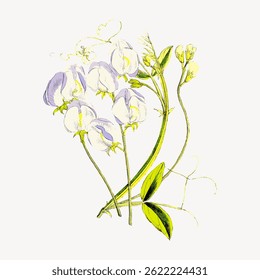 Illustration of delicate white and purple flowers with green stems and leaves. Botanical art showcasing elegant floral design with intricate details. Vintage flower illustration vector.