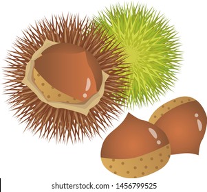 Illustration of a delicious chestnut